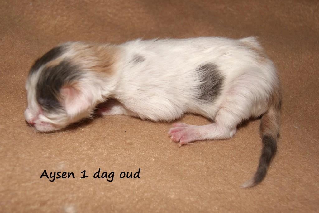 Aysen